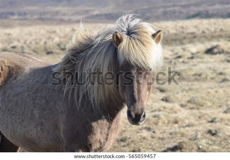 Roan Icelandic Horse: Over 70 Royalty-Free Licensable Stock Photos ...