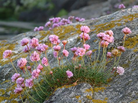 Gratis Billeder Natur Blomst Eng Botanik Have Lyserød Flora