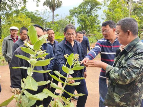 曲靖市林业和草原局到省种苗站林木良种繁育基地和玉溪市元江县林木良种繁育基地培训学习 部门动态 曲靖市人民政府门户网