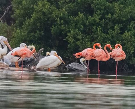 Flamingos in Florida: Back for good? 101 counted in the wild