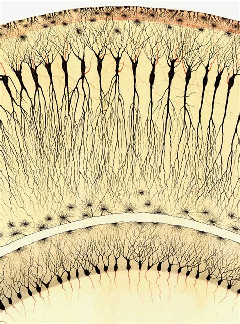 Golgi affisch Hagströmerbibliotekets vänner