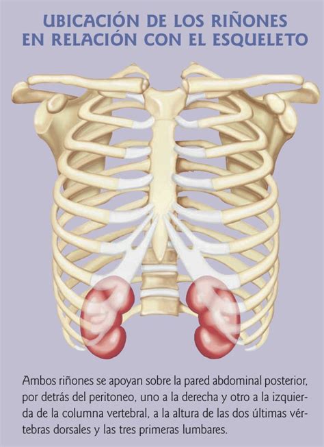 Pin By Consuelo Mendez On Sistema Renal In Renal Thumb