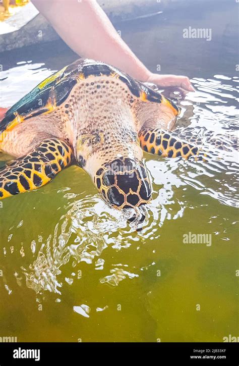 El Hombre Sostiene A La Tortuga Verde De Mar Carey Tortuga De Mar