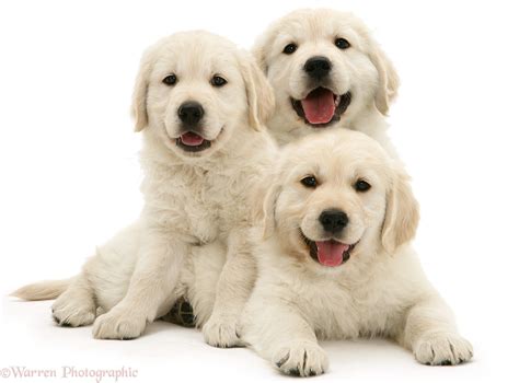 Dogs: Three happy Golden Retriever pups photo WP41735