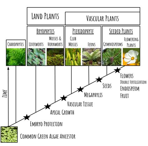 Evolution Of Land Plants Diagram