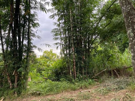 4 9Hec Land For Sale In Norzagaray Bulacan RUSH NEGOTIABLE