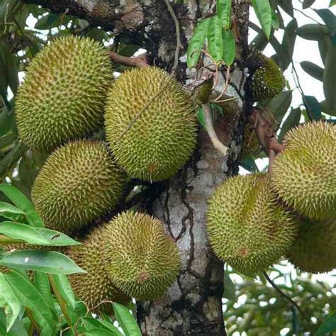 Tips Mudah Cara Budidaya Tanaman Buah Durian Agar Mampu Tumbuh