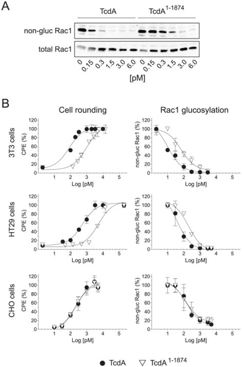 A) HT29 cells were treated with full length TcdA or TcdA1–1874 in a ... 