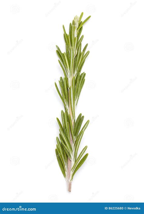 Rosemary Twig Stock Photo Image Of Close Ripe Spice 86225680