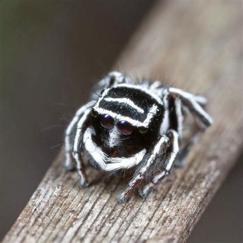 A Black And White Spider Sitting On Top Of A Wooden Plank