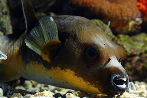 150+ Pufferfish Face Photos Stock Photos, Pictures & Royalty-Free ...