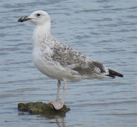 CAMBRIDGESHIRE BIRD CLUB GALLERY Caspian Gull