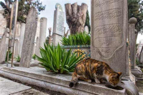 The Story Behind The Cats Of The Alhambra My Animals