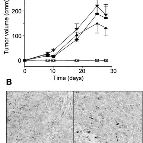 Tumorigenicity In Vivo A Nude Mice Were Subcutaneously Injected With