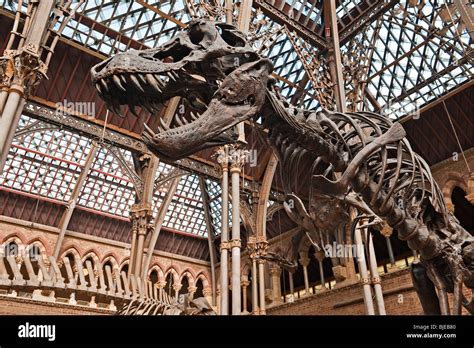 The Natural History Museum T Rex Immagini E Fotografie Stock Ad Alta Risoluzione Alamy