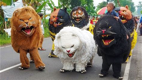 Live Kirab Can Macanan Singo Manggala Drumband Maong Remas Di Mengen