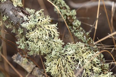 Blue Bushy Lichen on a Branch Close Up Stock Photo - Image of outdoor ...