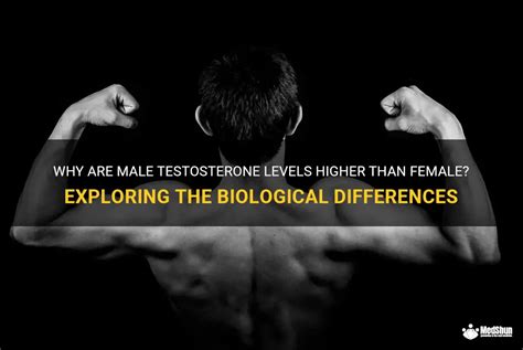 Why Are Male Testosterone Levels Higher Than Female Exploring The Biological Differences Medshun