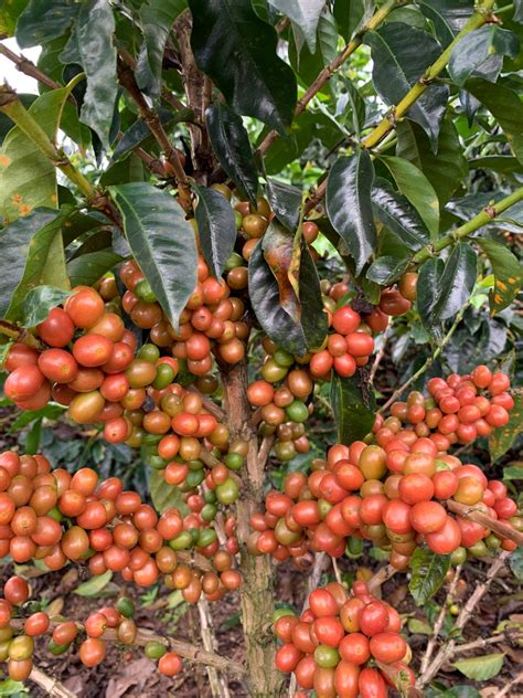 "Labour of the Fruits" Coffee Set 1 of 3 - Fruit Maceration – Parchmen & Co
