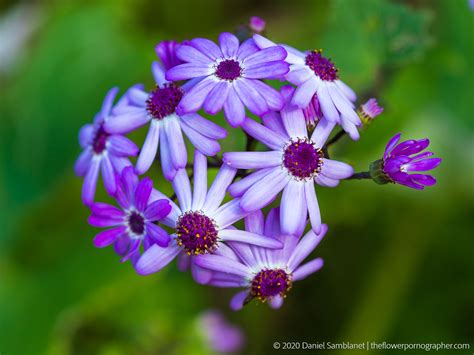 Flower Porn The Flower Pornographer