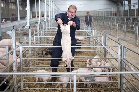 Rom Nii Regreta I N Marea Britanie Agricultura Din Regat E Aproape