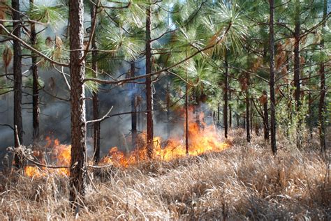 Cogongrass Fires Alabama Cooperative Extension System