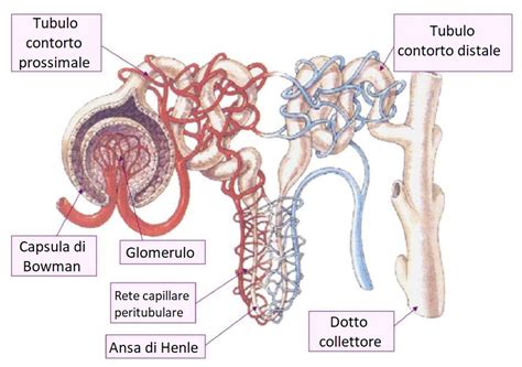 Anatomia Del Rene Bald Mountain Science