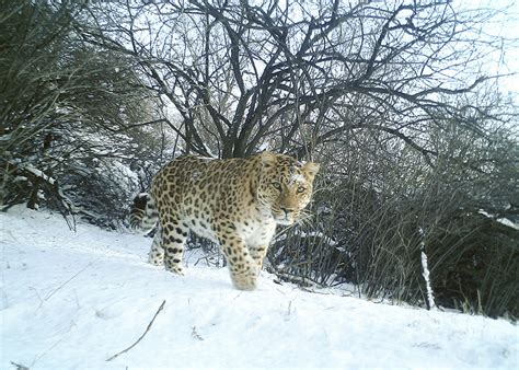 Rare leopards reappearing in habitats near Beijing | Inquirer News