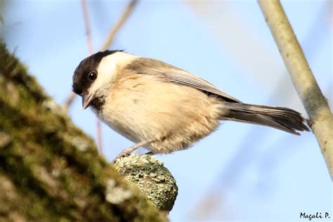 Mésange nonnette Flickr