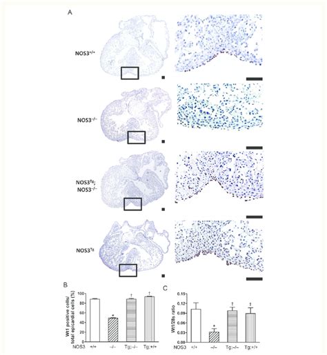 The Characterization And Quantification Of Wt1 Epicardial Progenitor Download Scientific