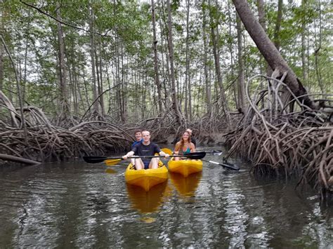 Tour Kayak Manglar Bah A Ballena Kayaks Uvita Parque Nacional