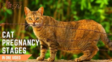 Cat Pregnancy Stages Week By Week Understanding Your Cat S Labor