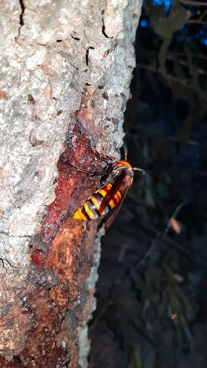 5자막 있음 장수말벌 여왕벌 オオスズメバチの女王蜂 Asian Giant Hornet Queen Youtube