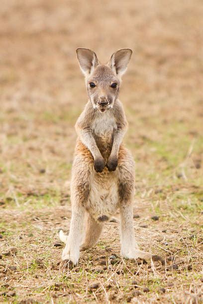 Baby Kangaroo Stock Photos, Pictures & Royalty-Free Images - iStock