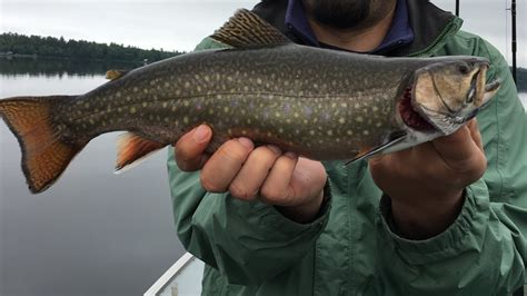 Maine Brook Trout Fishing 2017 Youtube