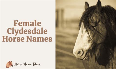 250 Female Clydesdale Horse Names (With Meanings) - HorseNameIdeas.com