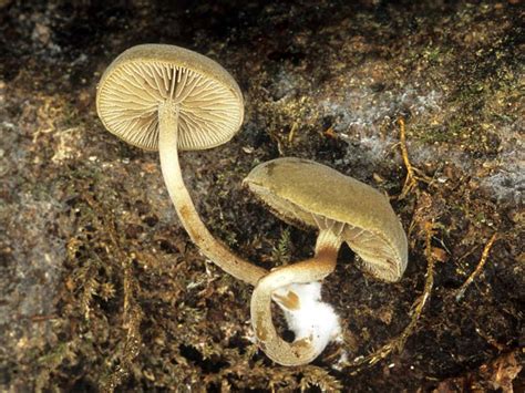 Симоцибе лоскутная (Simocybe centunculus) фото и описание