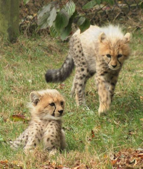 Cheetah Cubs Venture Outdoors - ZooBorns