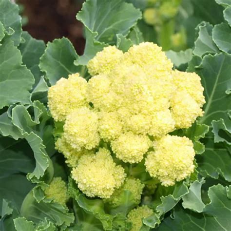 White Broccoli Information Guide | HomeGardeningWeb