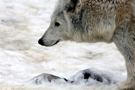 7 Top Biggest Wolf Ever Recorded - Giant Wolves Leaders