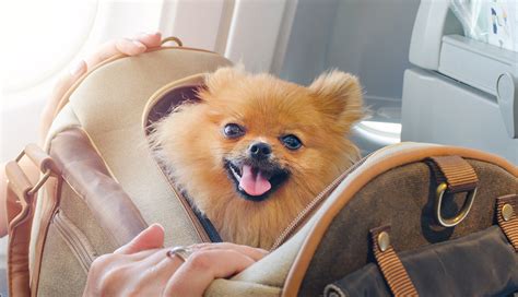 Pasos Esenciales Para Viajar En Avi N Con Tu Mascota