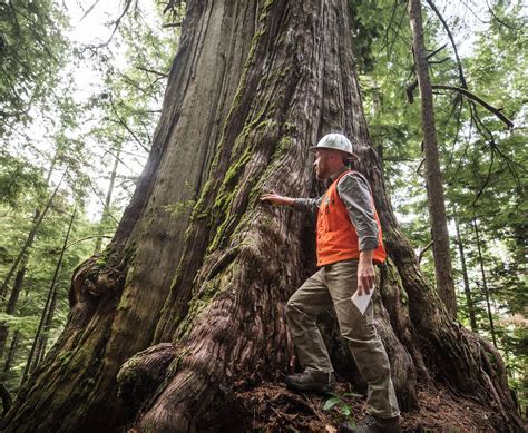 Old Growth Forest Washington State Taking The Pulse Of A Forest (U.S.
