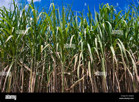 Sugarcane Saccharum Officinarum Stock Photo Royalty Free Image