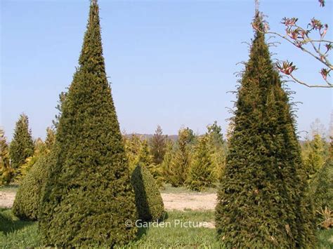 Taxus Baccata Plantentuin Esveld