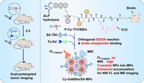 纳米人 Jacs：可控原位自组装的生物素化反式环辛烯纳米粒子用于实现正交双重预靶向近红外荧光和磁共振成像