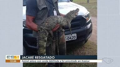 Estv Edi O Regional Jacar Aparece Na Praia Da Barra Em Aracruz