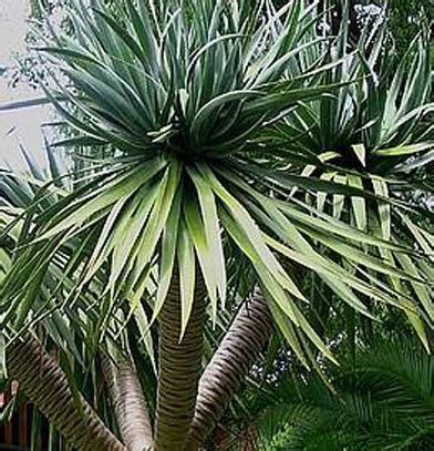 Huile Essentielle de Katrafay - Quintessense