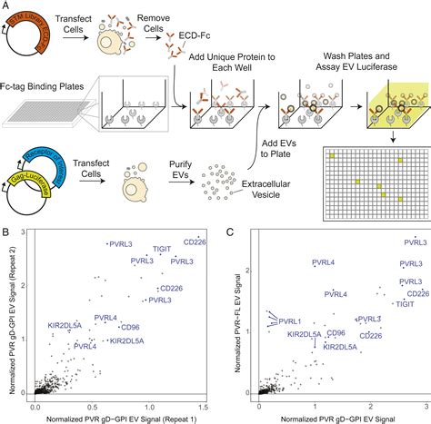 A Membrane Protein Display Platform For Receptor Interactome Discovery