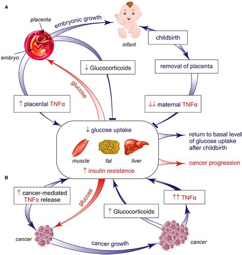 Frontiers Cancer Induced Reprogramming Of Host Glucose Metabolism