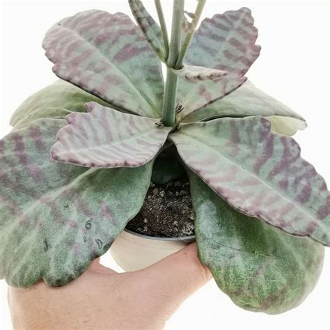 Kalanchoe Humilis Cv Desert Surprice 10 Cm Crassulaceae Giromagi